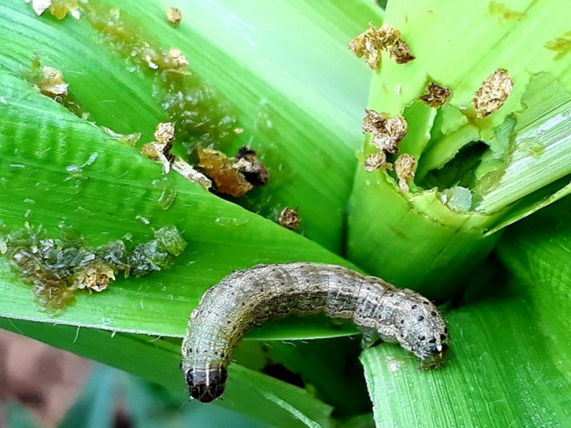 रुकुम पश्चिममा फौजी किराको प्रकोप 